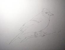 Рисуем птиц акварелью Акварельные рисунки с изображением птиц