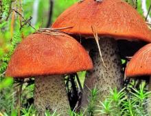 Какие грибы можно давать детям Можно ли грибы ребенку 5 лет